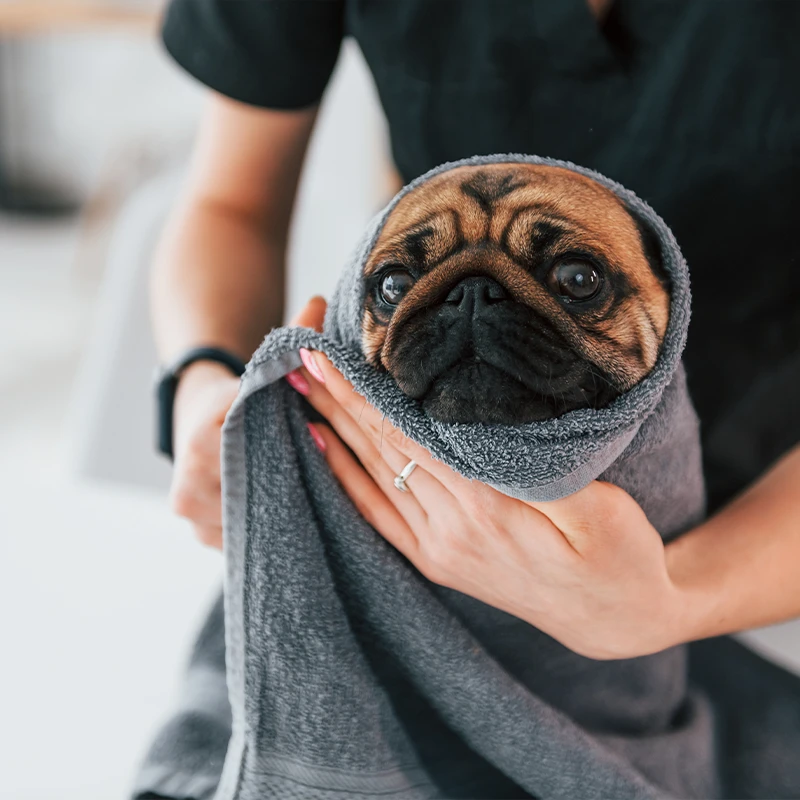 Luxury full-service dog grooming at Fur-Bae Dog Salon & Spa in Grand Prairie, Texas, offering personalized one-on-one care.