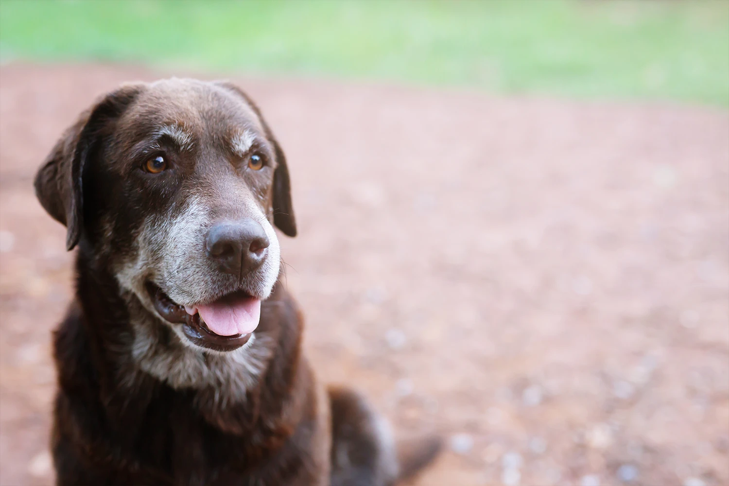 Senior dog receiving adaptive grooming and orthopedic spa therapy during a wellness grooming appointment in Grand Prairie, Texas.