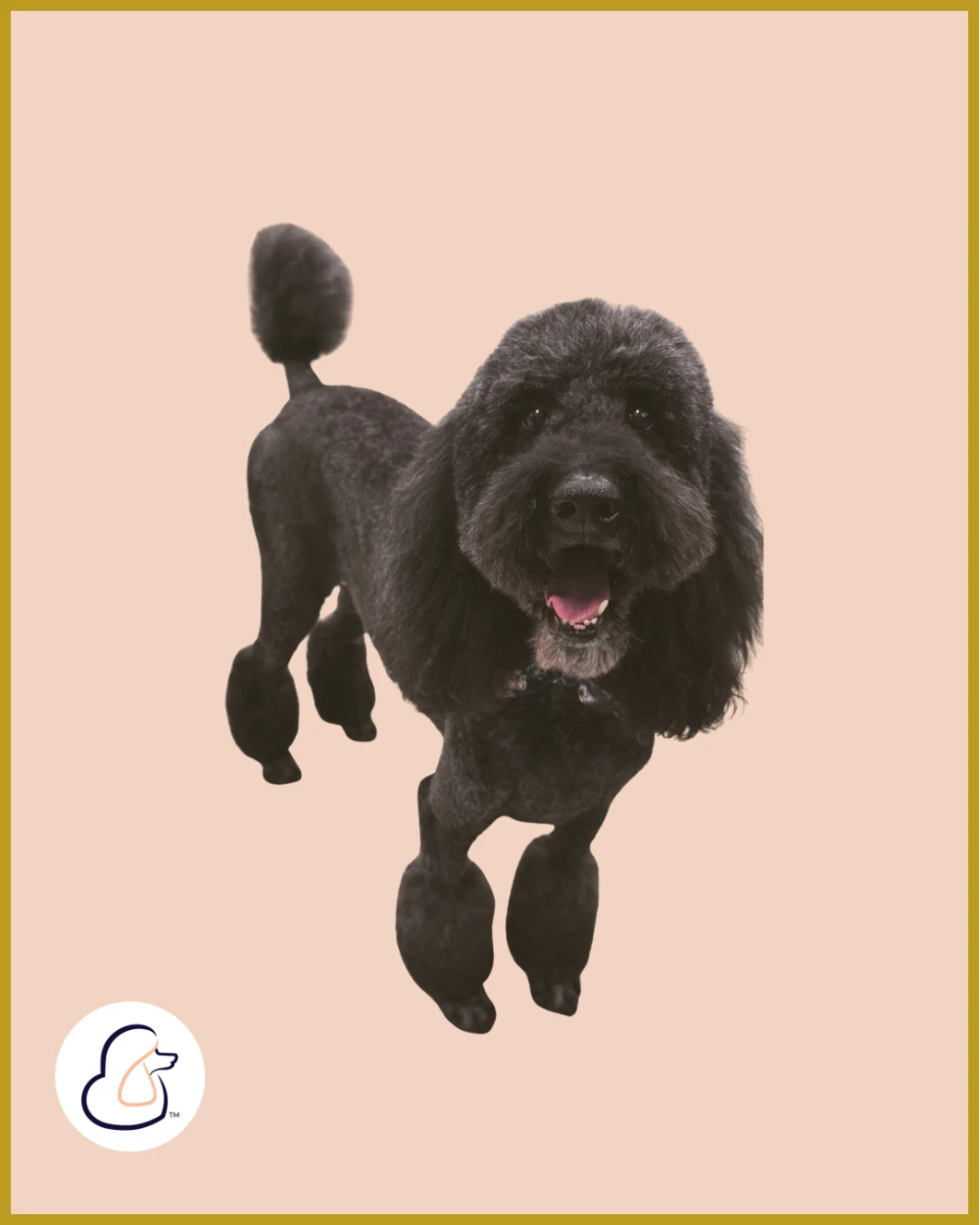 Black poodle with groomed leg pom-poms standing in front of a background with repeating Fur-Bae logos