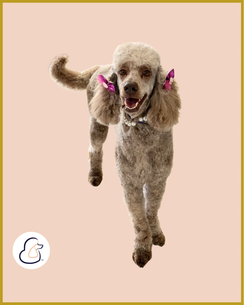 Female goldendoodle with pink bows in her hair after being groomed