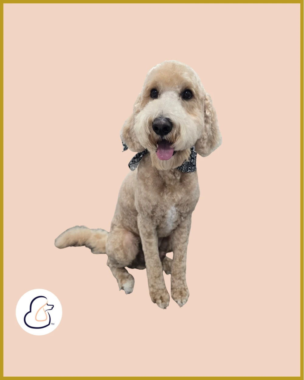 Smiling goldendoodle with a fresh haircut after professional dog grooming at Fur-Bae Dog Salon & Spa
