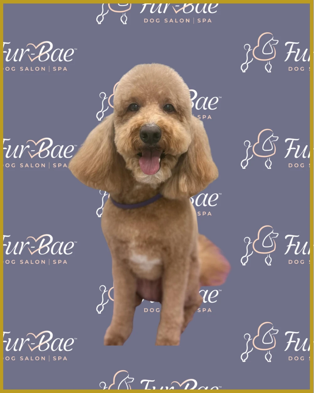 Goldendoodle smiles after being groomed at Fur-Bae Dog Salon & Spa