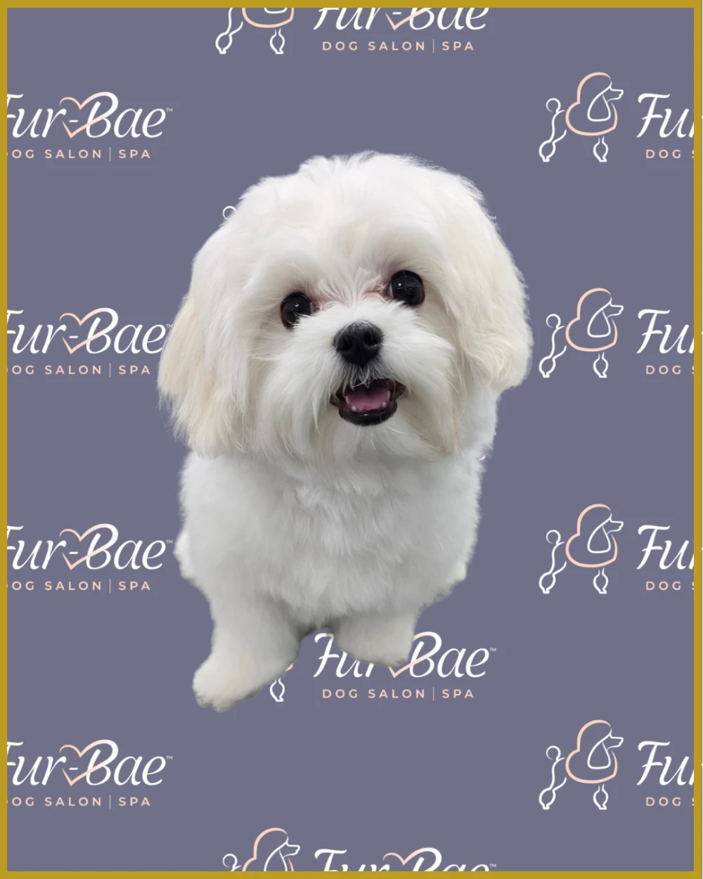 Bright white maltese puppy smiling after being groomed
