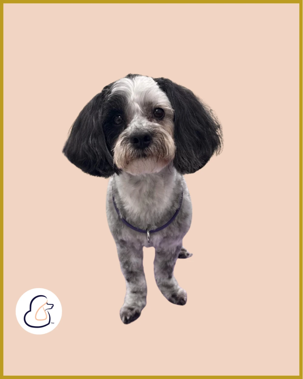 Black and white Malti Poo dog after a grooming session at Fur-Bae