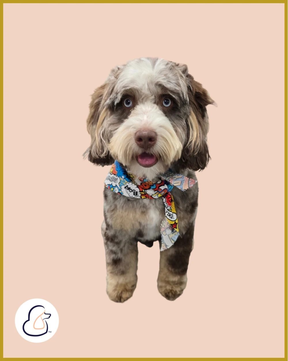 Fluffy merle-patterned doodle dog with blue eyes wearing a comic book print bandana after a groom at Fur-Bae