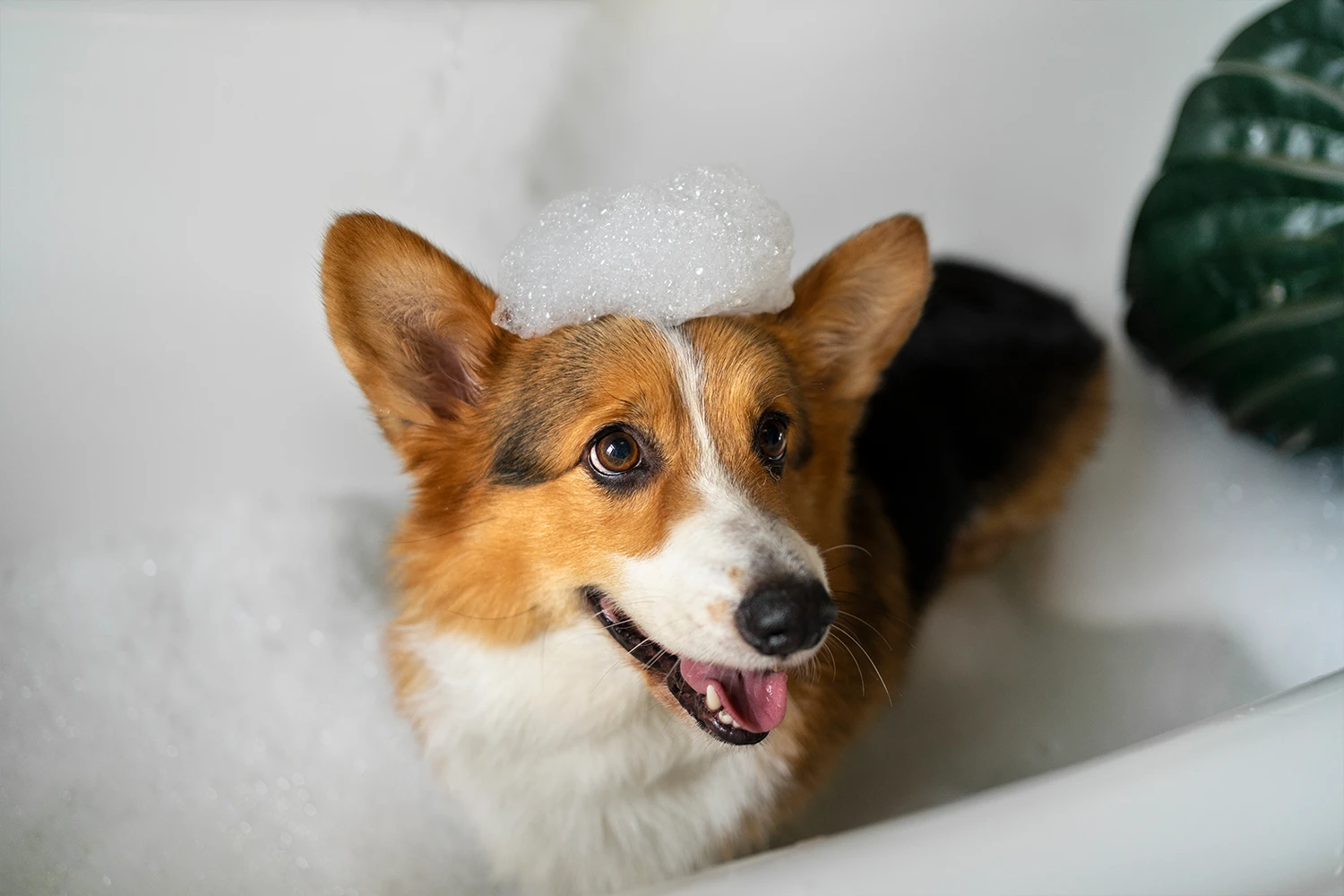 Dog enjoying a deep-cleansing microbubble spa bath with odor elimination and skin hydration in Grand Prairie, Texas.