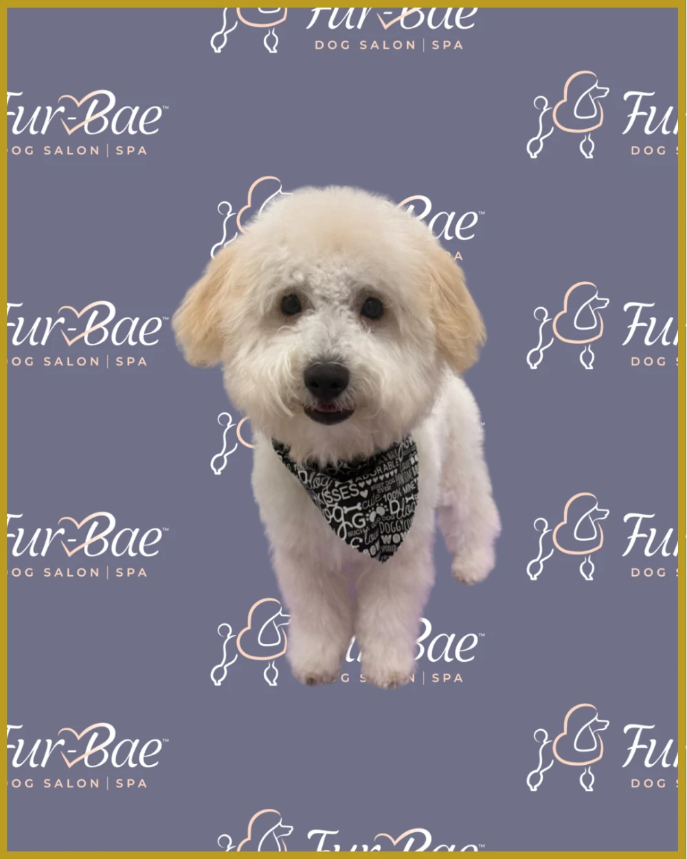 Mini poodle smiles after being groomed at Fur-Bae Dog Salon & Spa