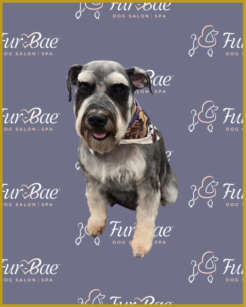 Mini Schnauzer after a fresh bath and haircut