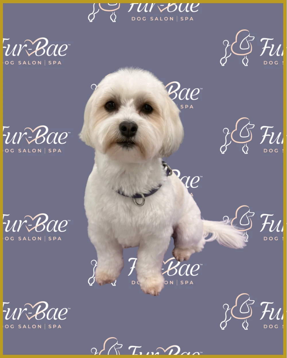 White Maltese-Yorkie mix expertly groomed at Fur-Bae Dog Salon & Spa
