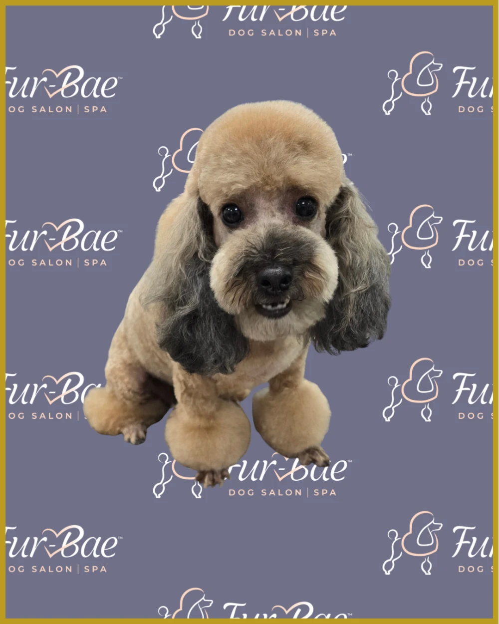 Apricot-colored poodle with freshly groomed pom-poms on its paws sitting against a dark purple Fur-Bae Dog Salon and Spa backdrop with a gold border