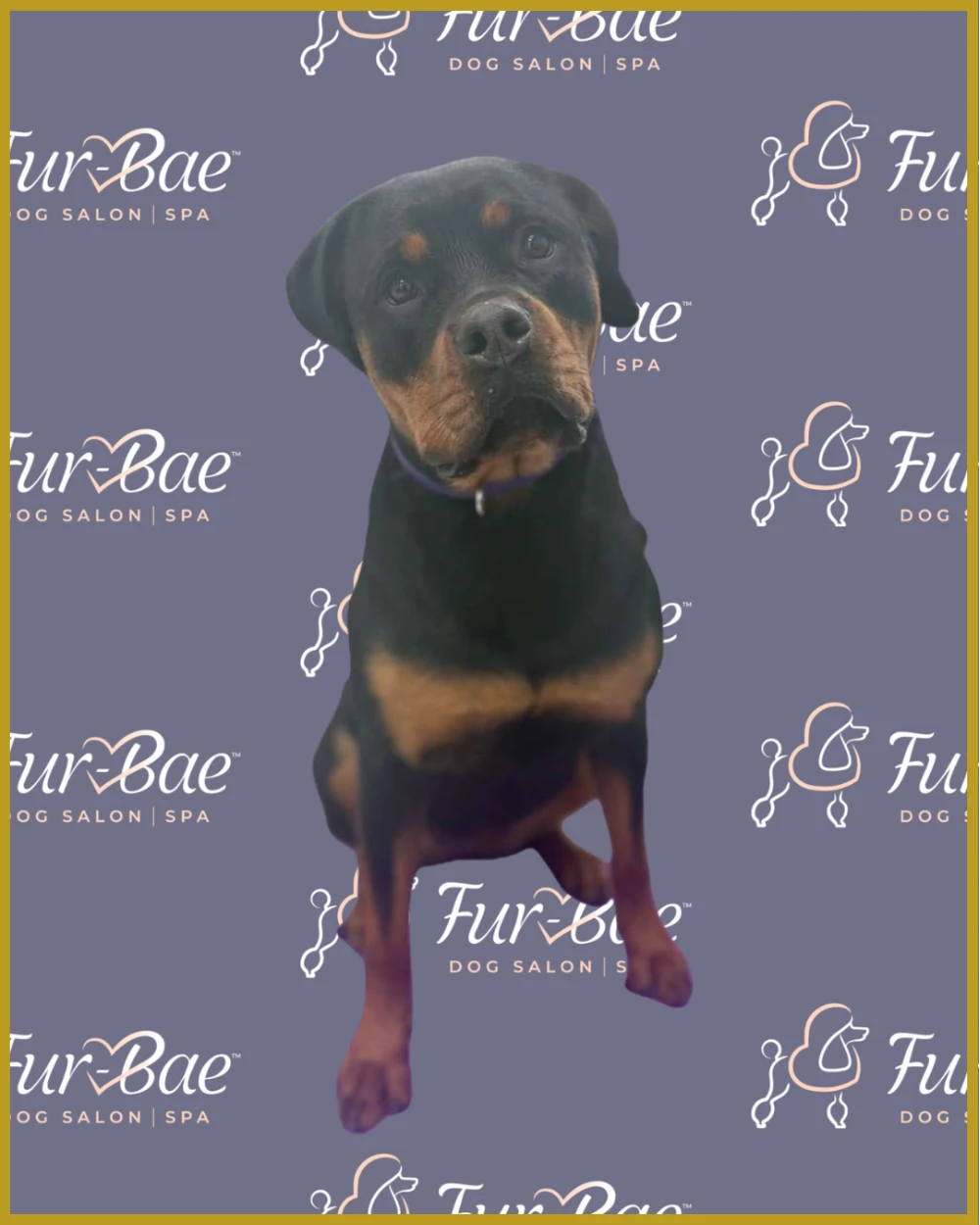 Rottweiler after a bath and de-shedding at Fur-Bae Dog Salon & Spa