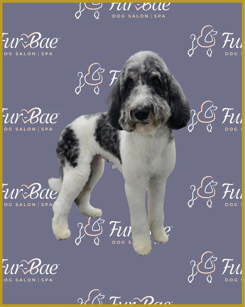 Sheepadoodle stands tall after a fresh groom at Fur-Bae Dog Salon & Spa