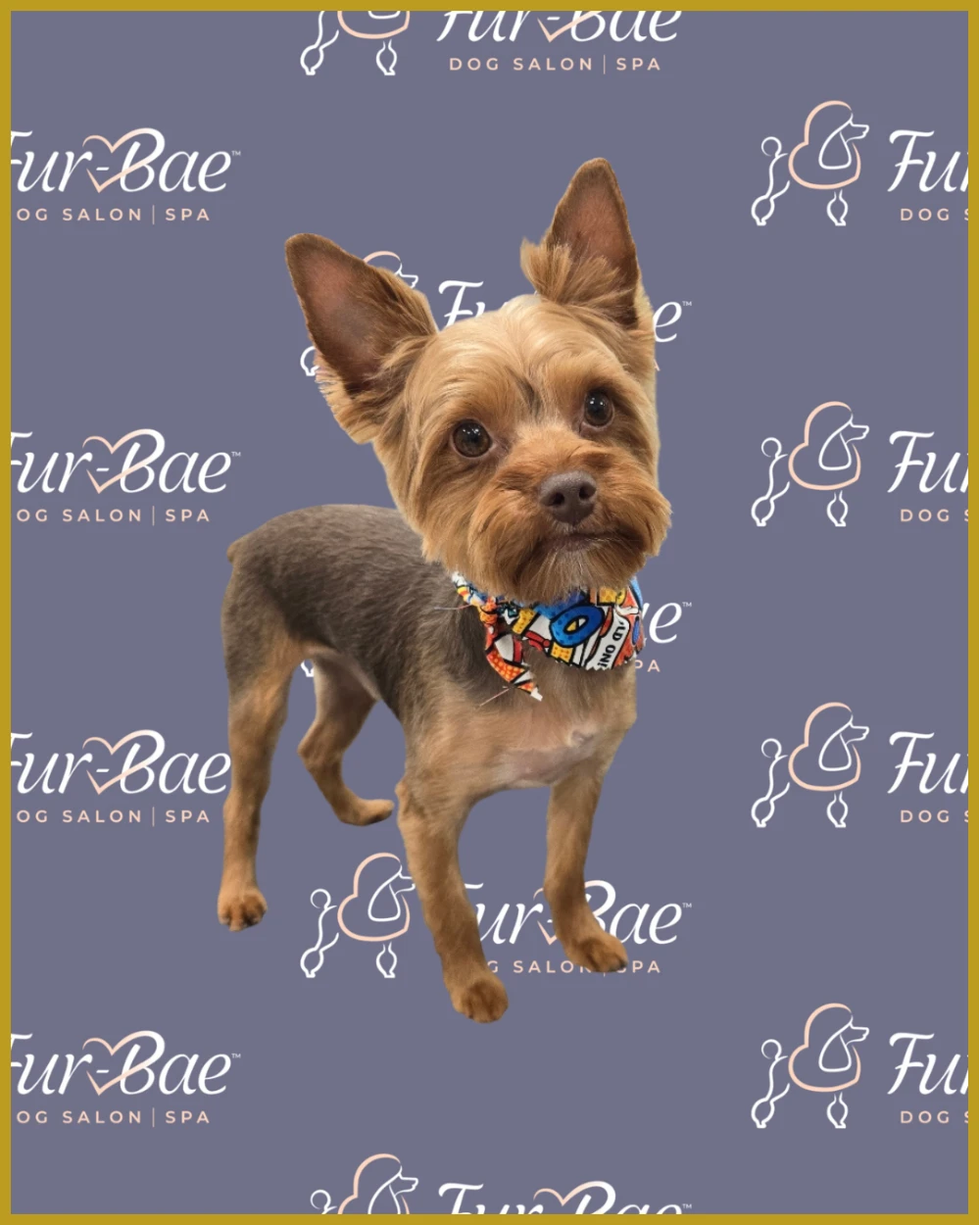 Yorkie haircut and grooming service at Fur-Bae Dog Salon & Spa serving Grand Prairie, Cedar Hill, and Mansfield