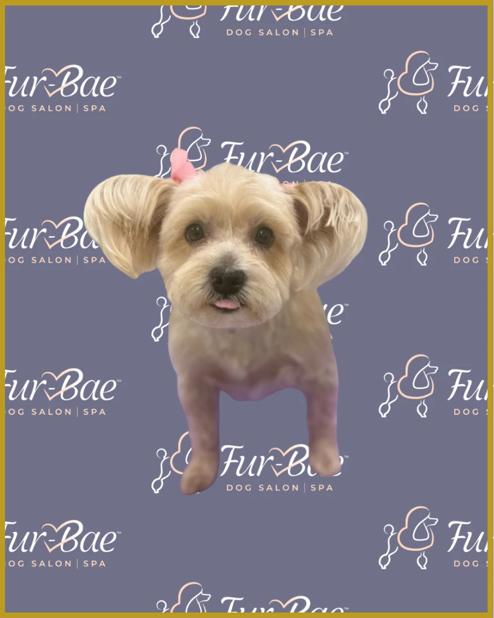 Female Yorkshire Terrier with pink bows after a fresh bath and haircut