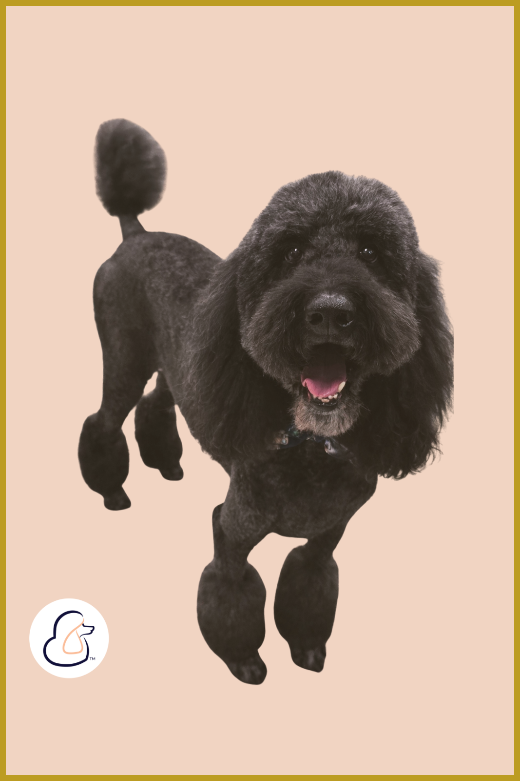 Black poodle with groomed leg pom-poms standing in front of a background with repeating Fur-Bae logos