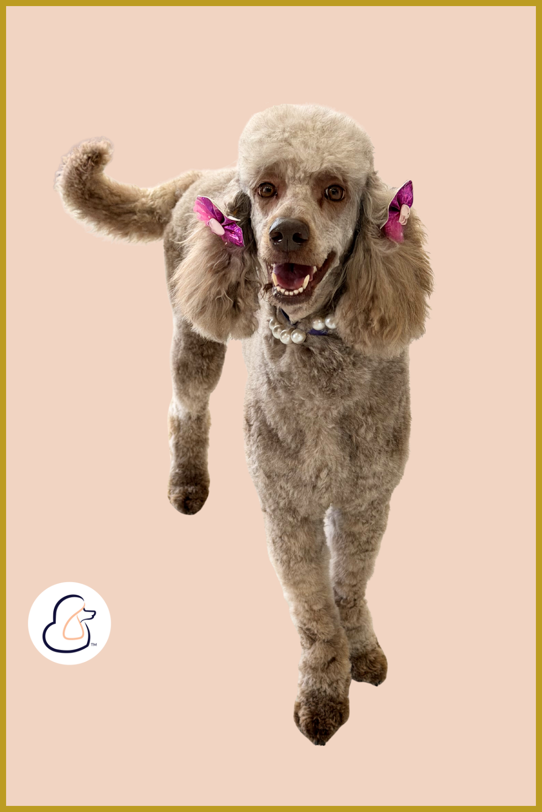 Female goldendoodle with pink bows in her hair after being groomed