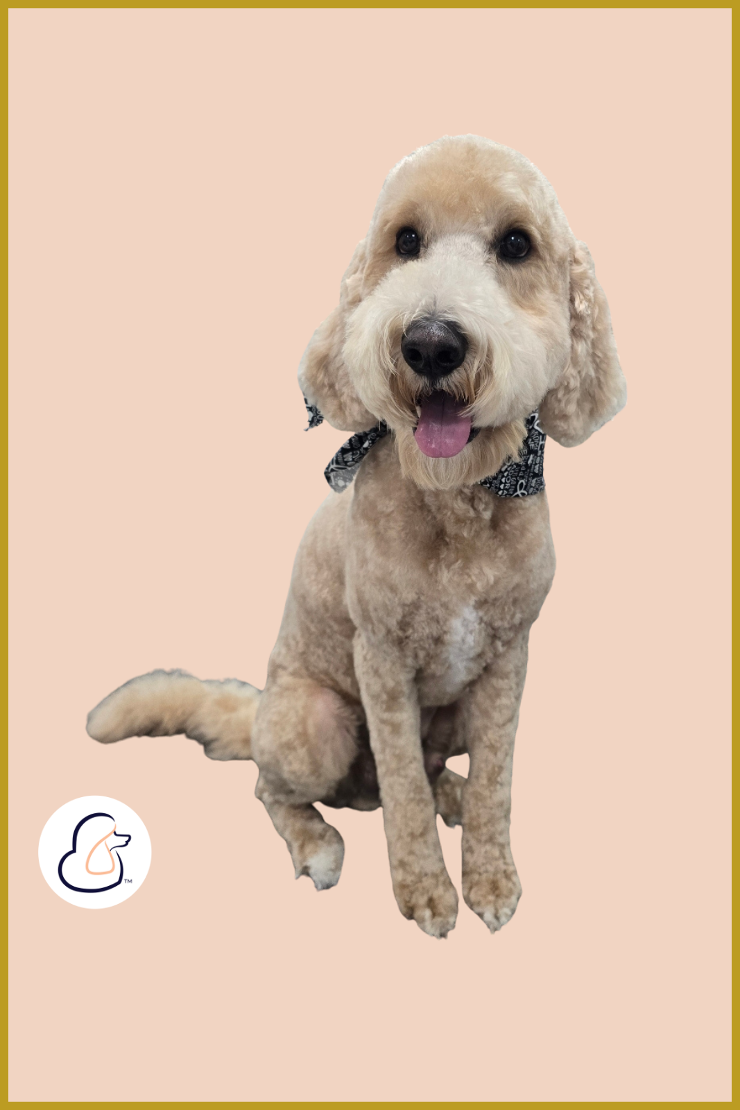 Smiling goldendoodle with a fresh haircut after professional dog grooming at Fur-Bae Dog Salon & Spa