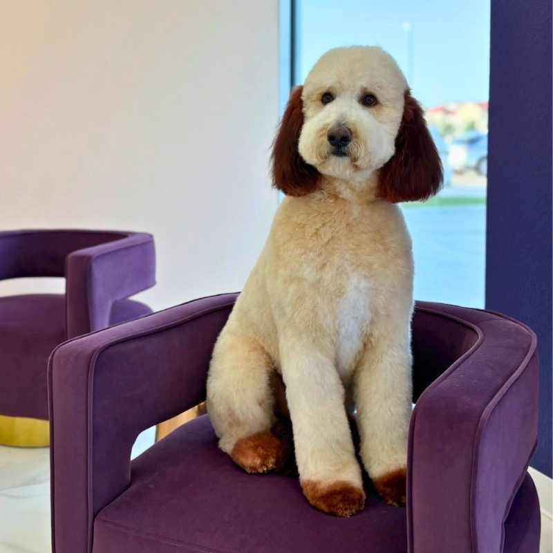 goldendoodle-fur-dye