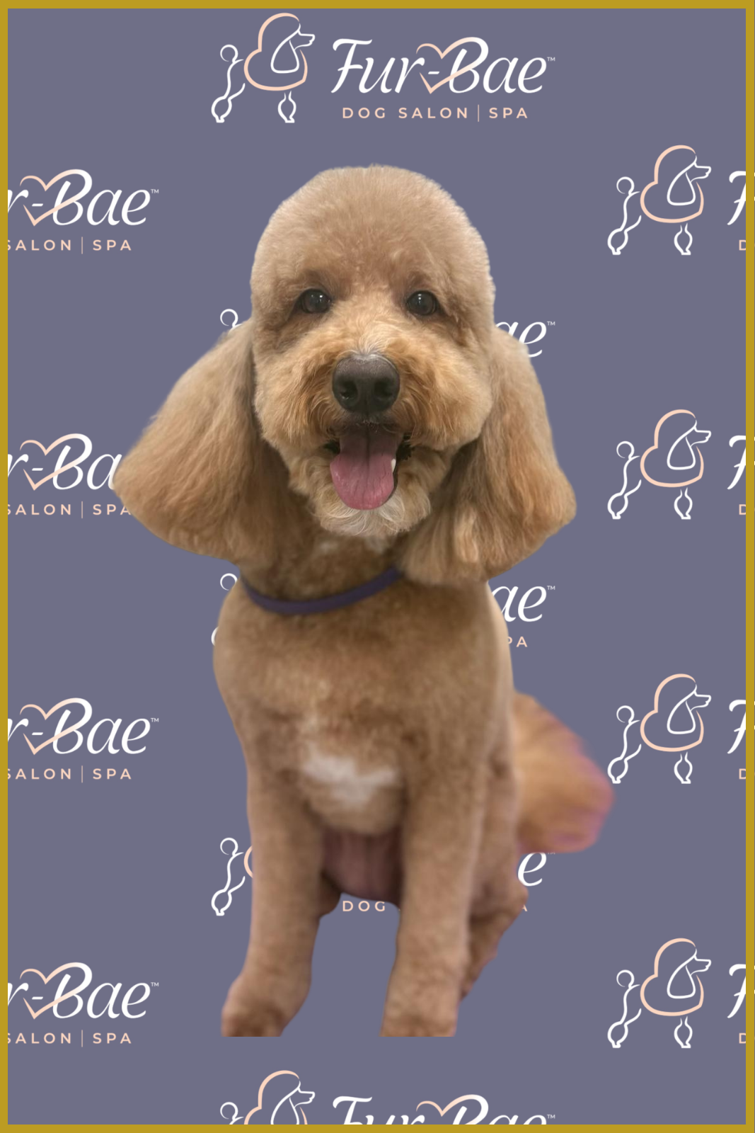 Goldendoodle smiles after being groomed at Fur-Bae Dog Salon & Spa