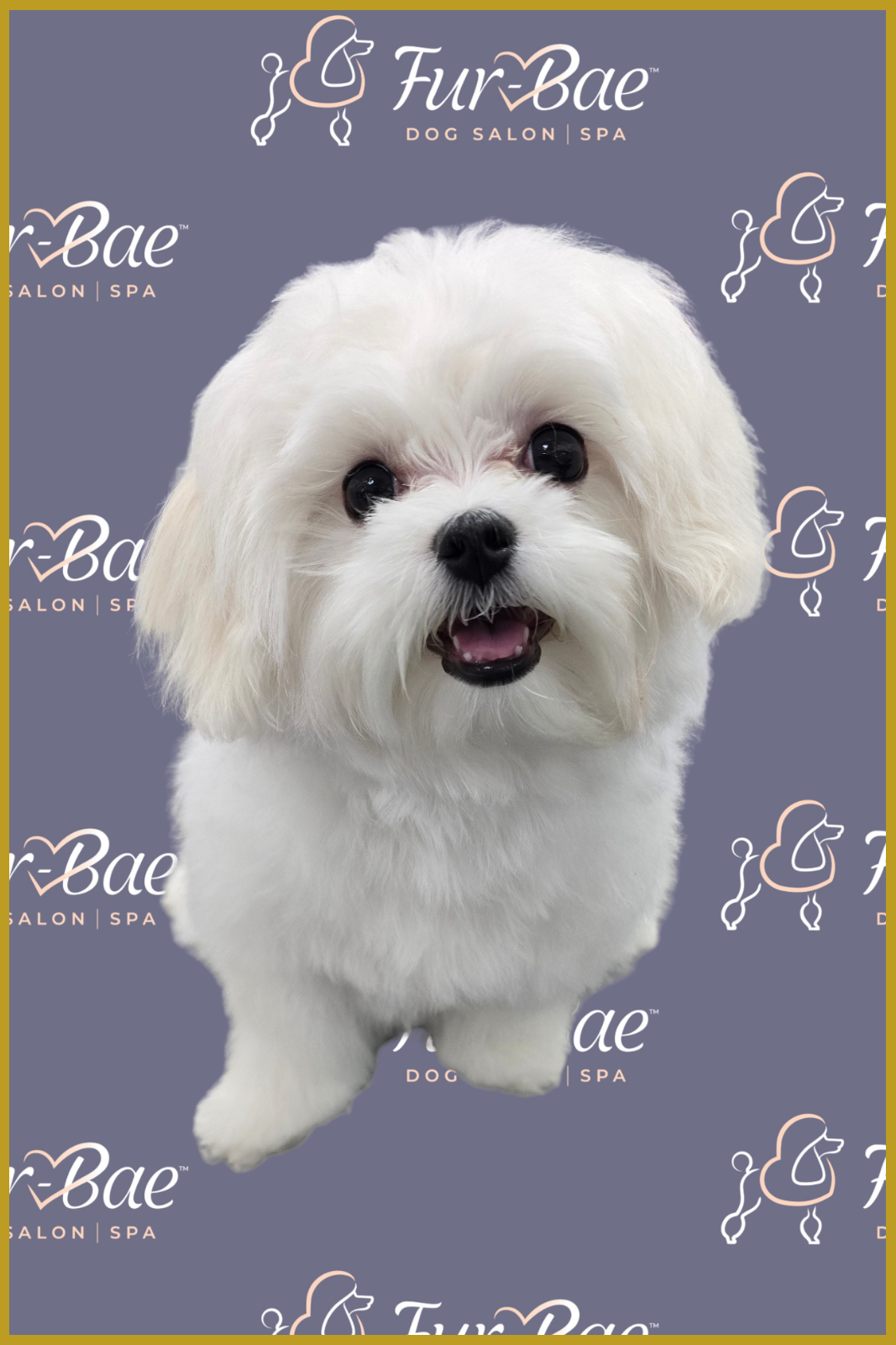 Bright white maltese puppy smiling after being groomed