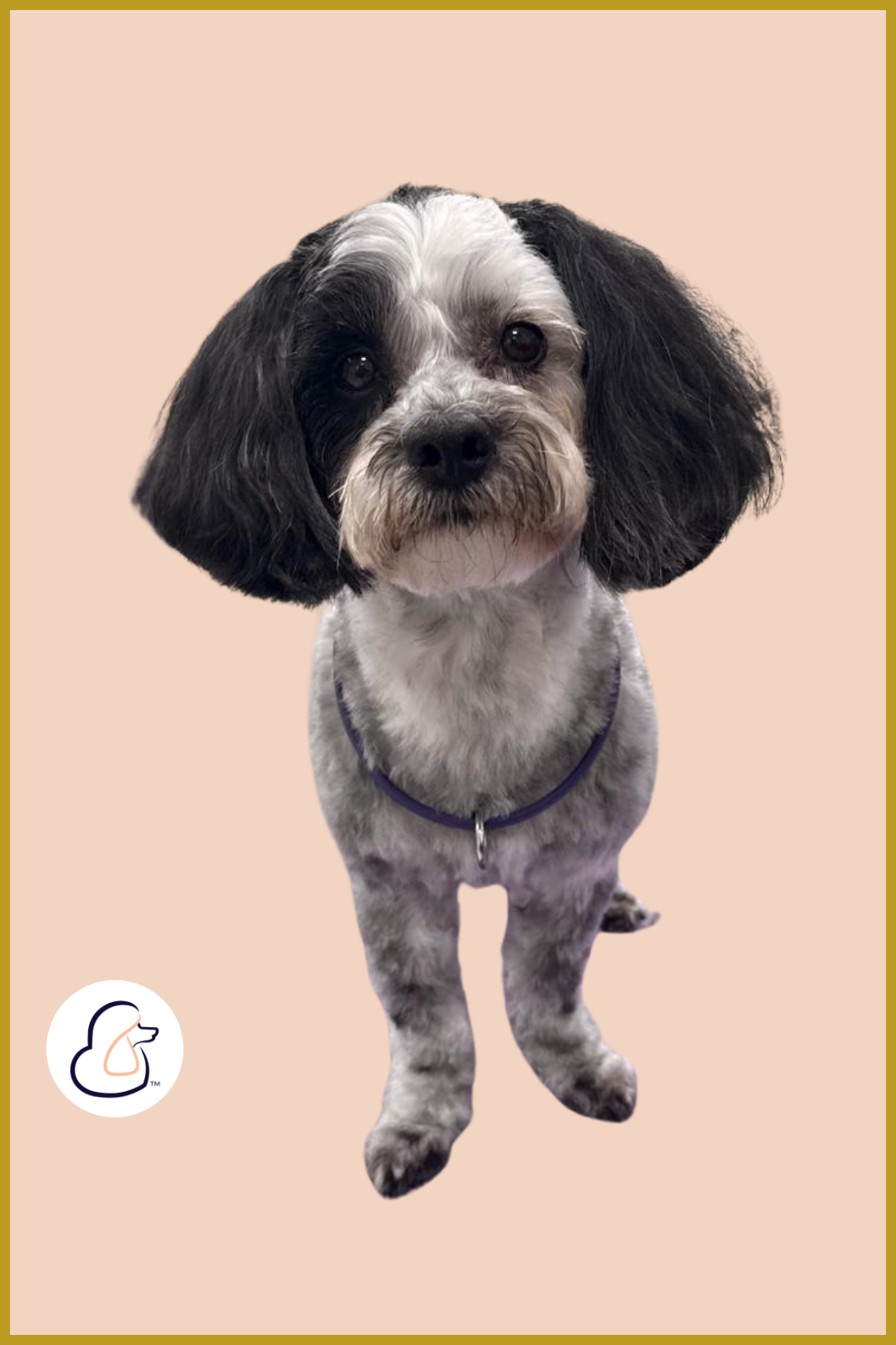 Black and white Malti Poo dog after a grooming session at Fur-Bae