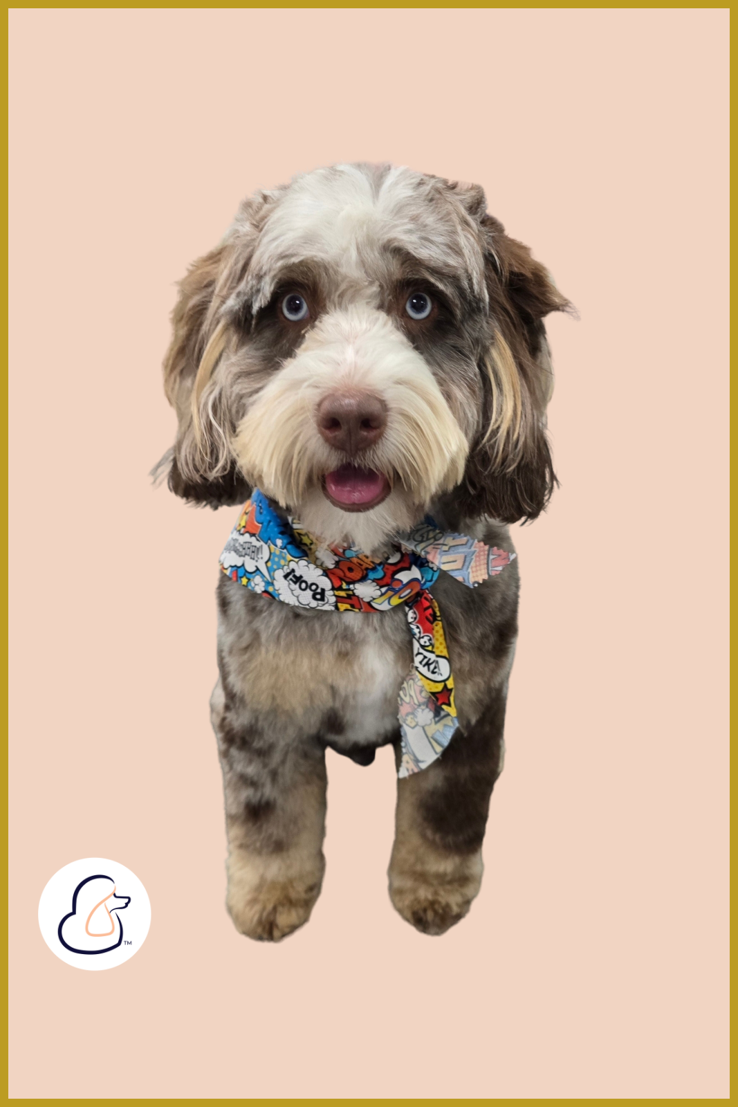 Fluffy merle-patterned doodle dog with blue eyes wearing a comic book print bandana after a groom at Fur-Bae
