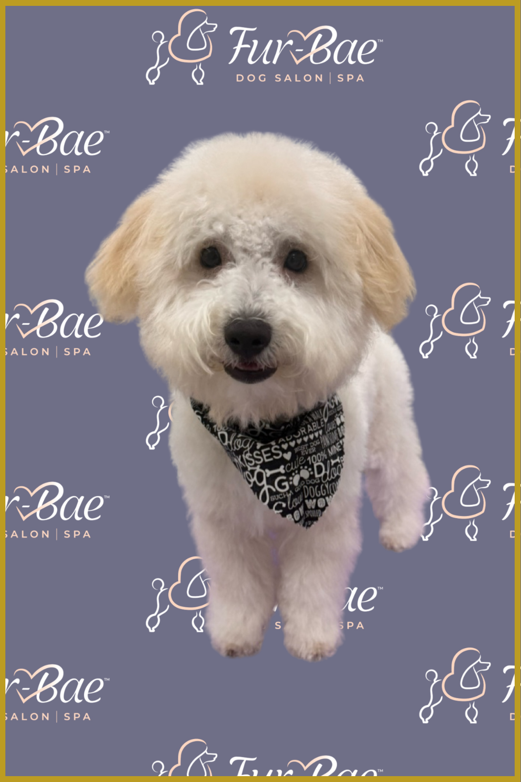 Mini poodle smiles after being groomed at Fur-Bae Dog Salon & Spa