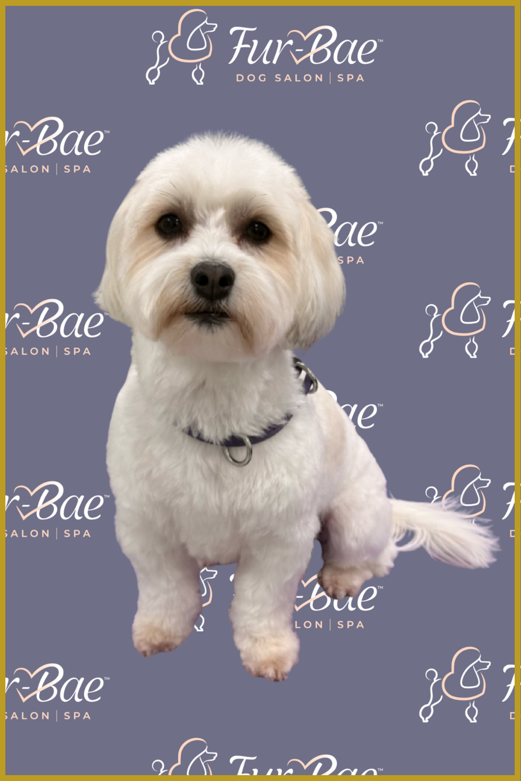 White Maltese-Yorkie mix expertly groomed at Fur-Bae Dog Salon & Spa