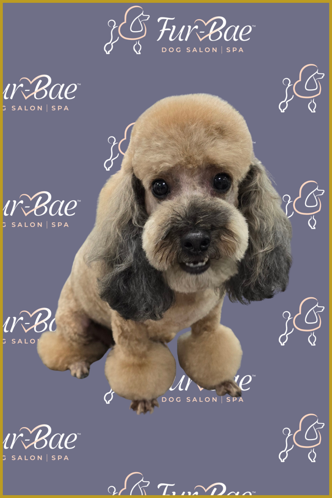 Apricot-colored poodle with freshly groomed pom-poms on its paws sitting against a dark purple Fur-Bae Dog Salon and Spa backdrop with a gold border