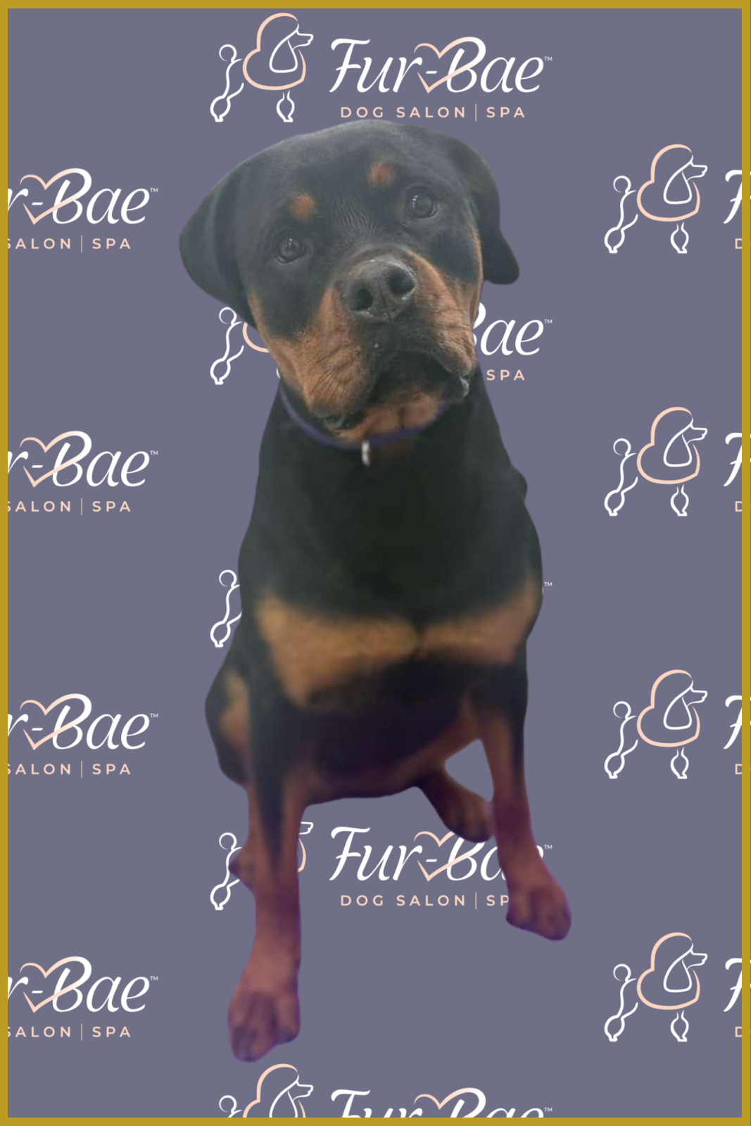 Rottweiler after a bath and de-shedding at Fur-Bae Dog Salon & Spa