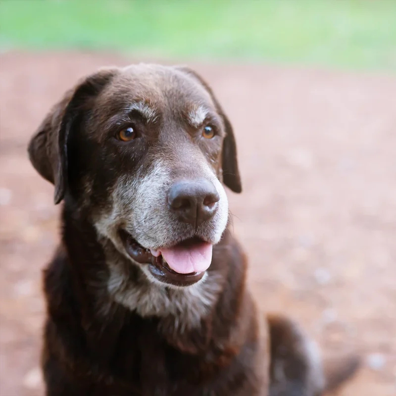 Senior dog receiving adaptive grooming and orthopedic spa therapy during a wellness grooming appointment in Grand Prairie, Texas.