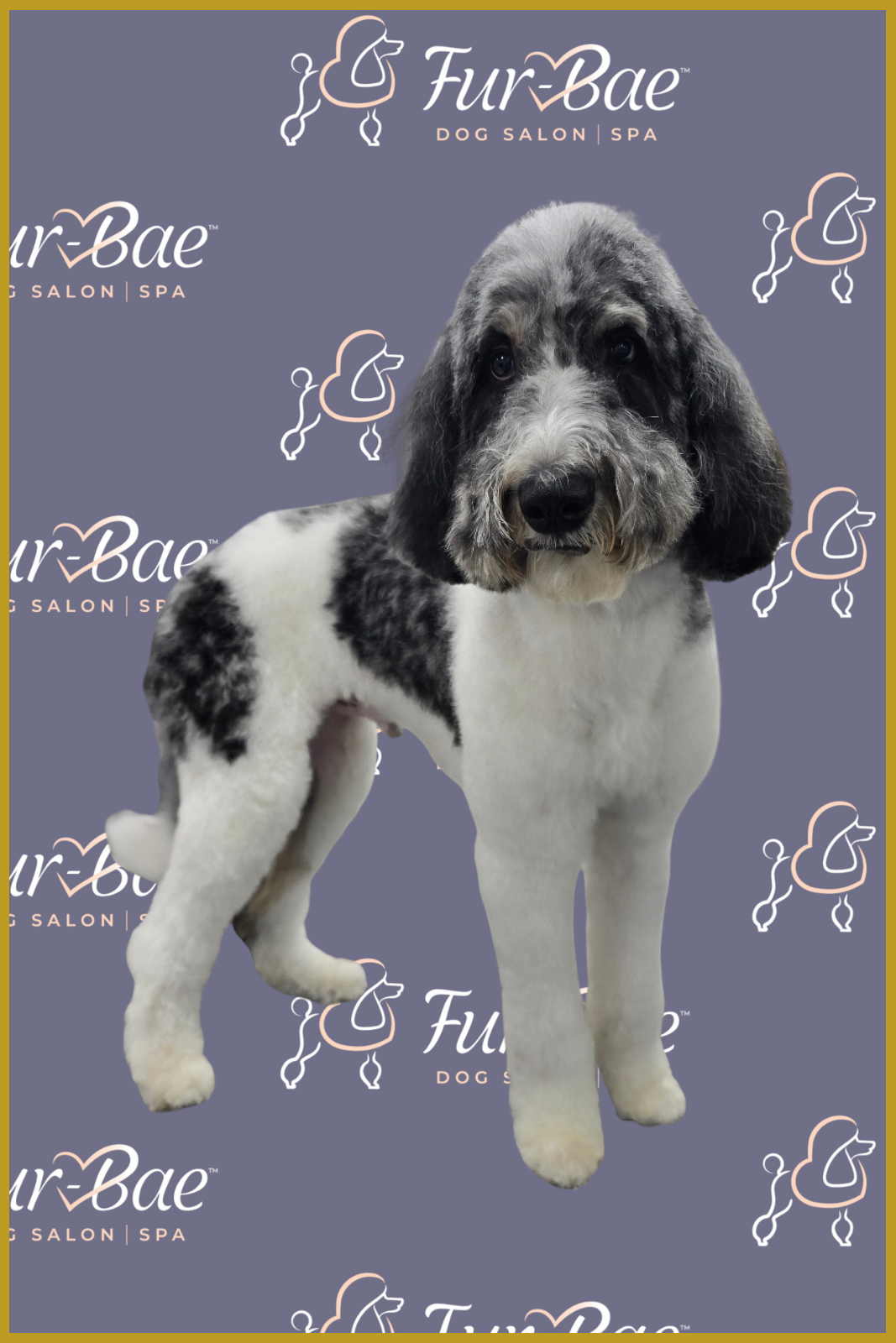 Sheepadoodle stands tall after a fresh groom at Fur-Bae Dog Salon & Spa