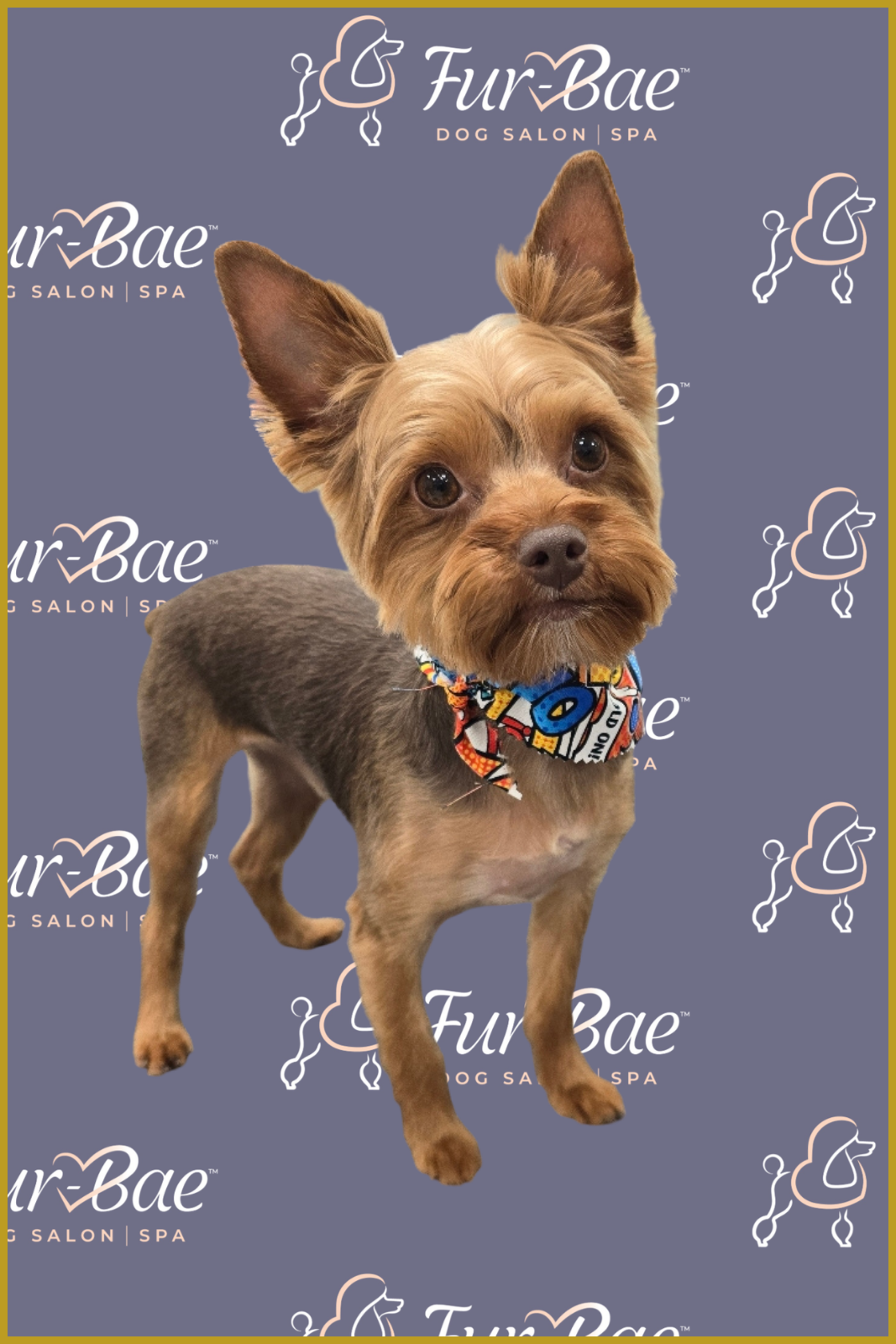 Yorkie haircut and grooming service at Fur-Bae Dog Salon & Spa serving Grand Prairie, Cedar Hill, and Mansfield