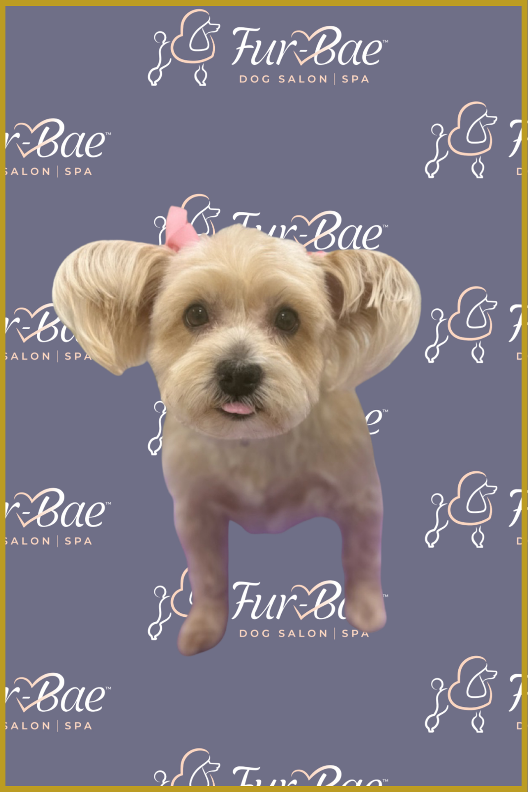 Female Yorkshire Terrier with pink bows after a fresh bath and haircut