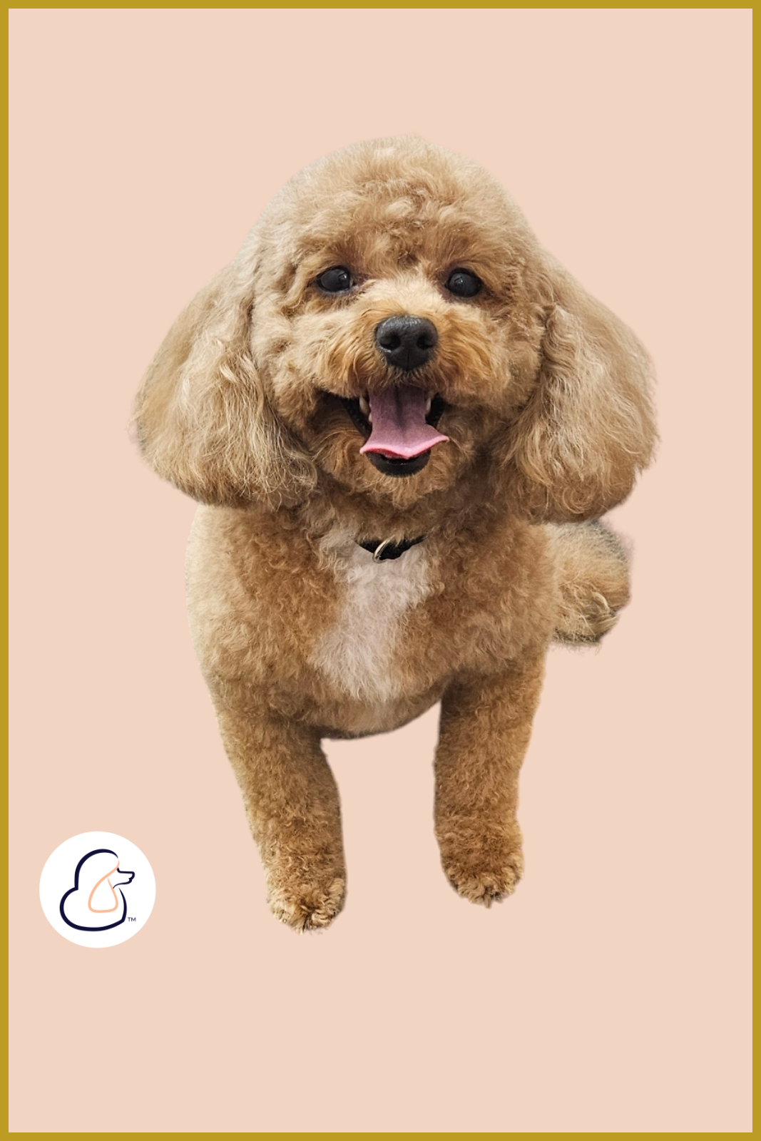 Apricot mini poodle smiles after her Fur-Bae groom