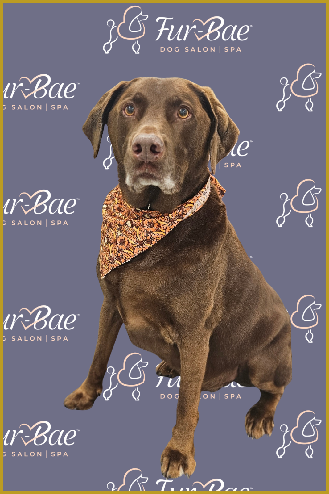 Chocolate Lab after a bath at Fur-Bae