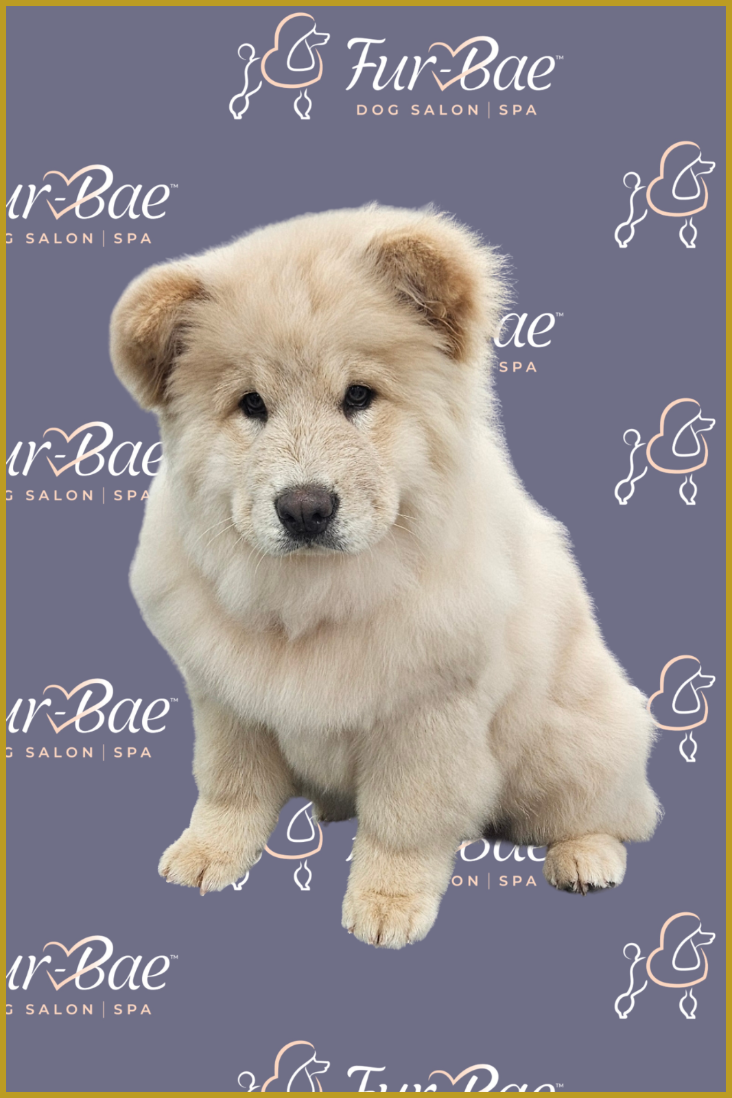 Chow Chow puppy looks nice and fluffy at Fur-Bae Dog Salon and Spa