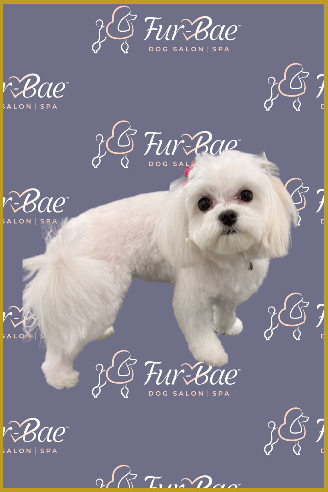 Maltese puppy with beautiful bows after a groom at Fur-Bae Dog Salon and Spa