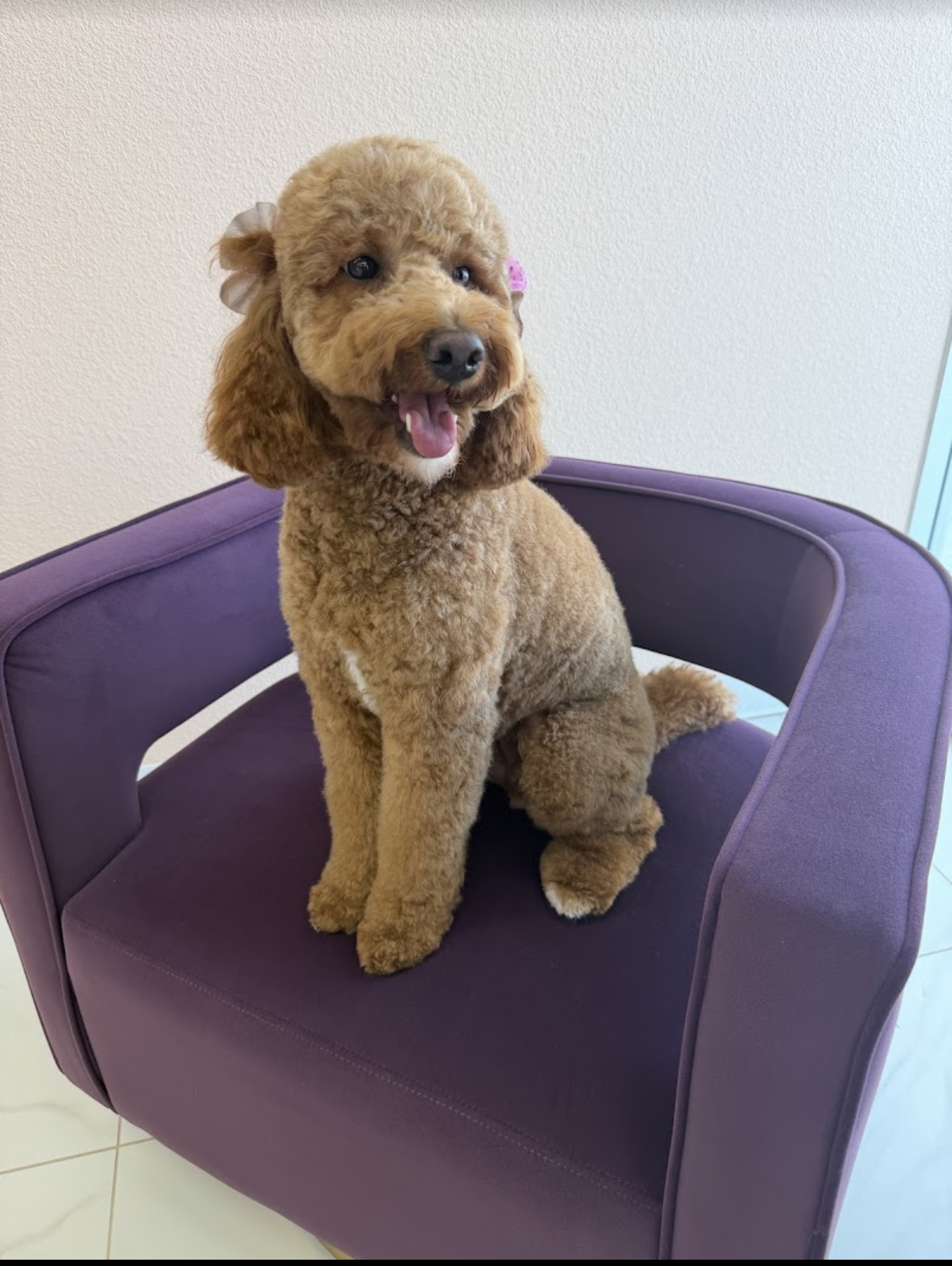 Freshly groomed poodle sits up in a plush armchair in the lobby of Fur-Bae Dog Salon & Spa